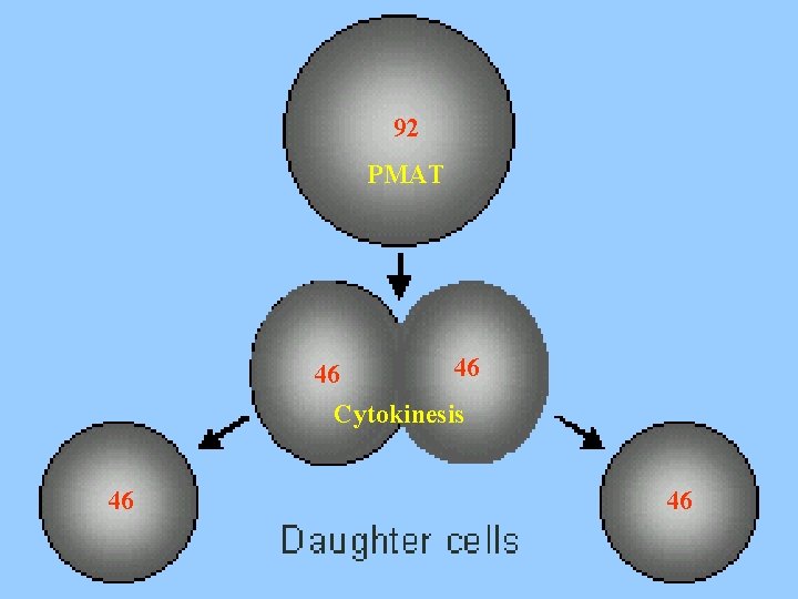 92 PMAT 46 46 Cytokinesis 46 46 
