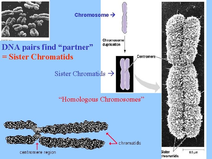Chromosome DNA pairs find “partner” = Sister Chromatids “Homologous Chromosomes” 