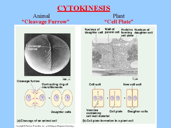 CYTOKINESIS Animal “Cleavage Furrow” Plant “Cell Plate” 
