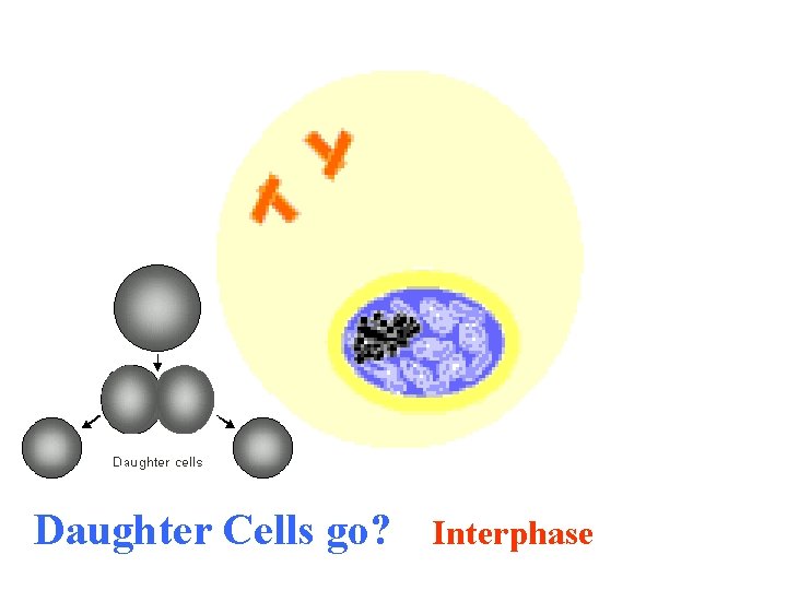 Daughter Cells go? Interphase 