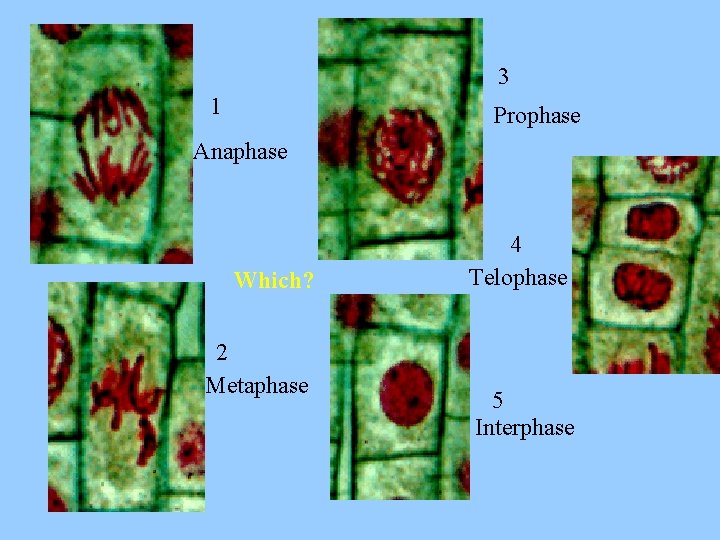3 1 Prophase Anaphase Which? 2 Metaphase 4 Telophase 5 Interphase 