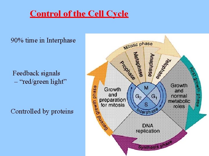 Control of the Cell Cycle 90% time in Interphase Feedback signals – “red/green light”