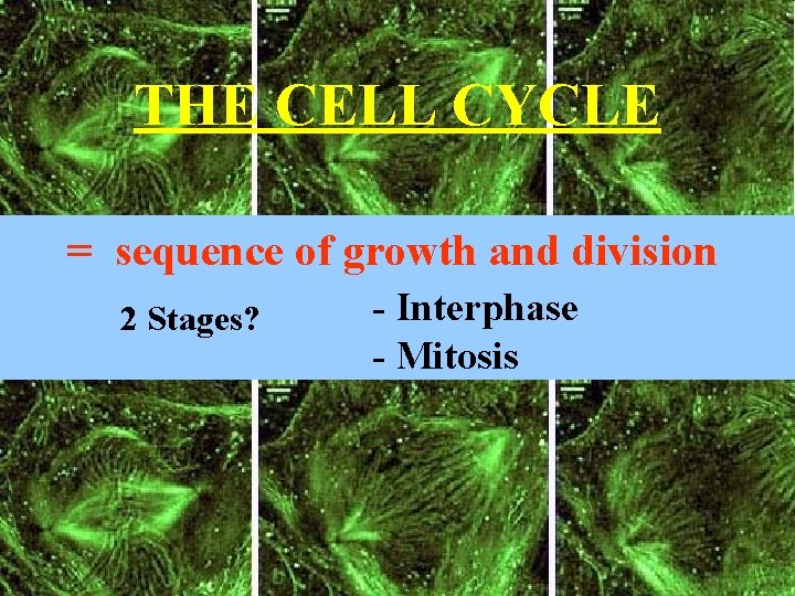 THE CELL CYCLE = sequence of growth and division 2 Stages? - Interphase -