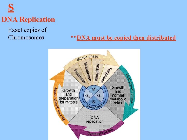 S DNA Replication Exact copies of Chromosomes **DNA must be copied then distributed 