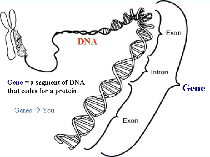 DNA Gene = a segment of DNA that codes for a protein Genes You
