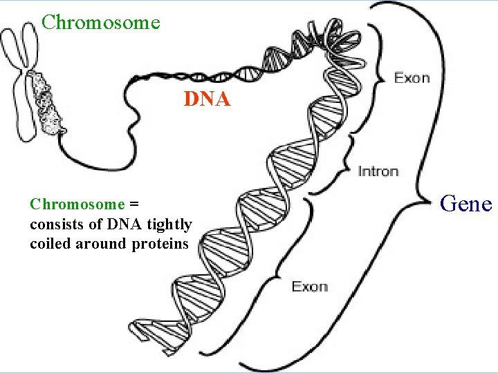 Chromosome DNA Chromosome = consists of DNA tightly coiled around proteins Gene 