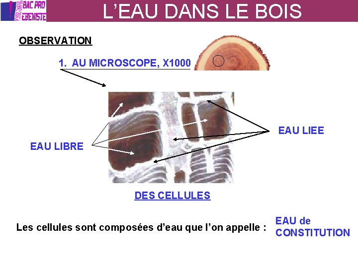 L’EAU DANS LE BOIS OBSERVATION 1. AU MICROSCOPE, X 1000 EAU LIEE EAU LIBRE