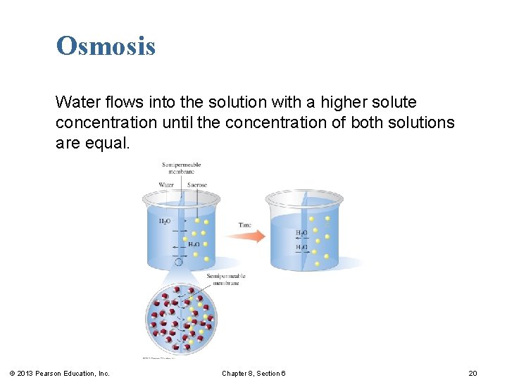 Osmosis Water flows into the solution with a higher solute concentration until the concentration