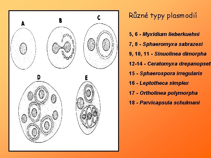 Různé typy plasmodií 5, 6 - Myxidium lieberkuehni 7, 8 - Sphaeromyxa sabrazesi 9,