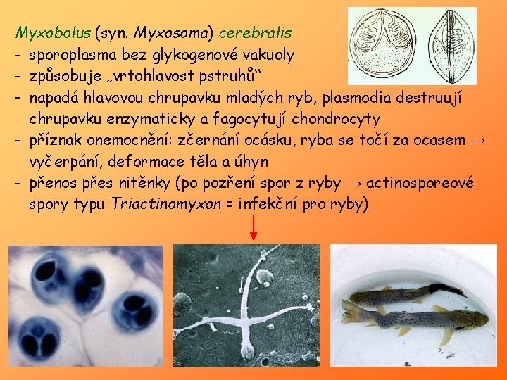 Myxobolus (syn. Myxosoma) cerebralis - sporoplasma bez glykogenové vakuoly - způsobuje „vrtohlavost pstruhů“ –