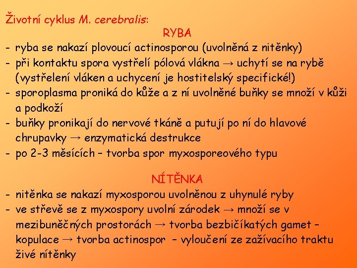 Životní cyklus M. cerebralis: - - RYBA ryba se nakazí plovoucí actinosporou (uvolněná z