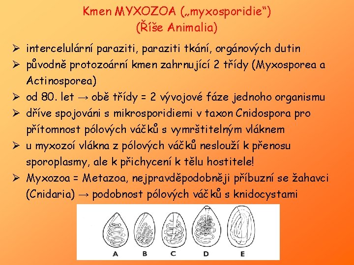 Kmen MYXOZOA („myxosporidie“) (Říše Animalia) Ø intercelulární paraziti, paraziti tkání, orgánových dutin Ø původně