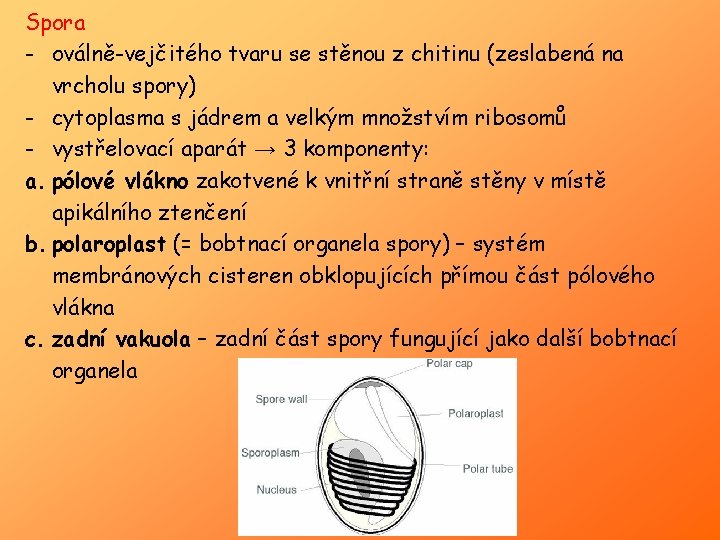 Spora - oválně-vejčitého tvaru se stěnou z chitinu (zeslabená na vrcholu spory) - cytoplasma