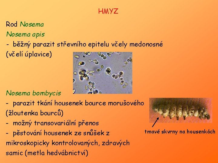 HMYZ Rod Nosema apis - běžný parazit střevního epitelu včely medonosné (včelí úplavice) Nosema