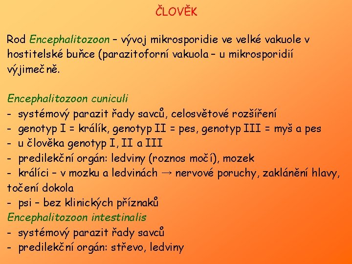 ČLOVĚK Rod Encephalitozoon – vývoj mikrosporidie ve velké vakuole v hostitelské buňce (parazitoforní vakuola