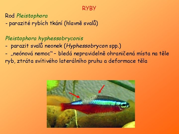 RYBY Rod Pleistophora - parazité rybích tkání (hlavně svalů) Pleistophora hyphessobryconis - parazit svalů