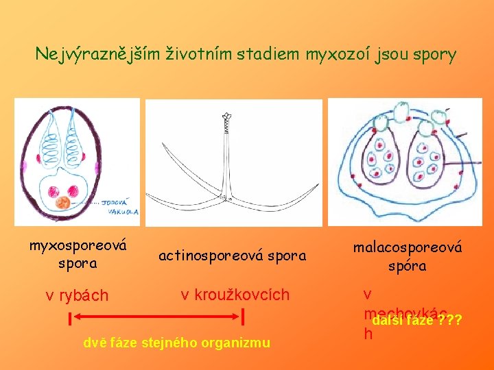 Nejvýraznějším životním stadiem myxozoí jsou spory myxosporeová spora actinosporeová spora v rybách v kroužkovcích