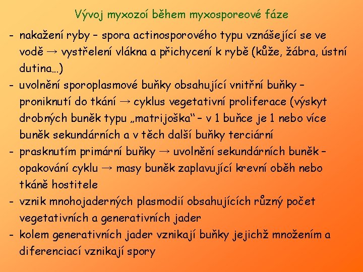 Vývoj myxozoí během myxosporeové fáze - nakažení ryby – spora actinosporového typu vznášející se