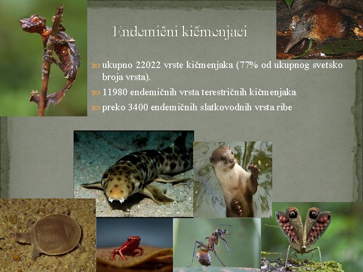 Endemični kičmenjaci ukupno 22022 vrste kičmenjaka (77% od ukupnog svetsko broja vrsta). 11980 endemičnih