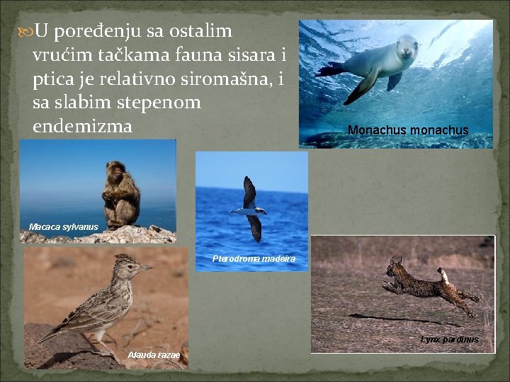  U poređenju sa ostalim vrućim tačkama fauna sisara i ptica je relativno siromašna,