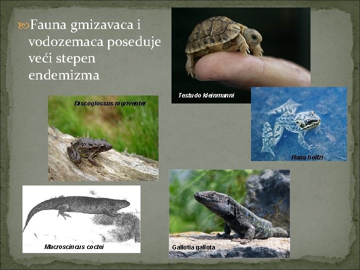  Fauna gmizavaca i vodozemaca poseduje veći stepen endemizma Testudo kleinmanni Discoglossus nigriventer Rana