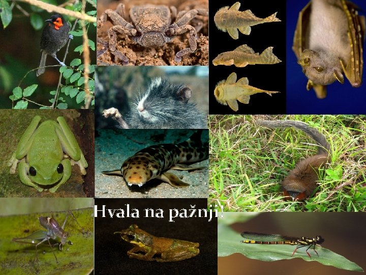 Hvala na pažnji! 