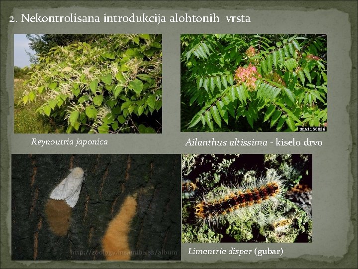 2. Nekontrolisana introdukcija alohtonih vrsta Reynoutria japonica Ailanthus altissima - kiselo drvo Limantria dispar