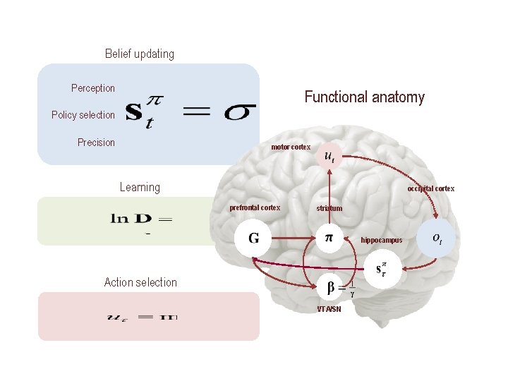 Belief updating Perception Functional anatomy Policy selection Precision motor cortex Learning occipital cortex prefrontal