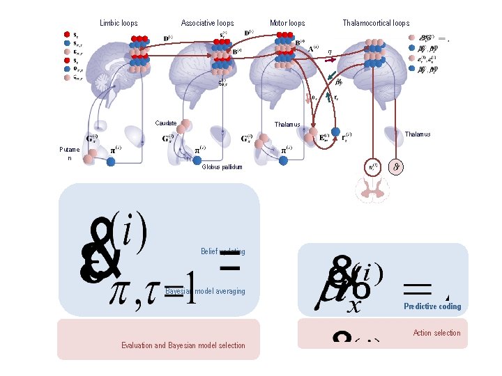 Limbic loops Associative loops Caudate Motor loops Thalamocortical loops Thalamus Putame n Globus pallidum