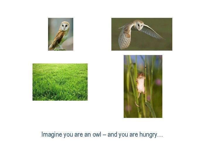Imagine you are an owl – and you are hungry… Imagine you are an owl – and you are hungry…