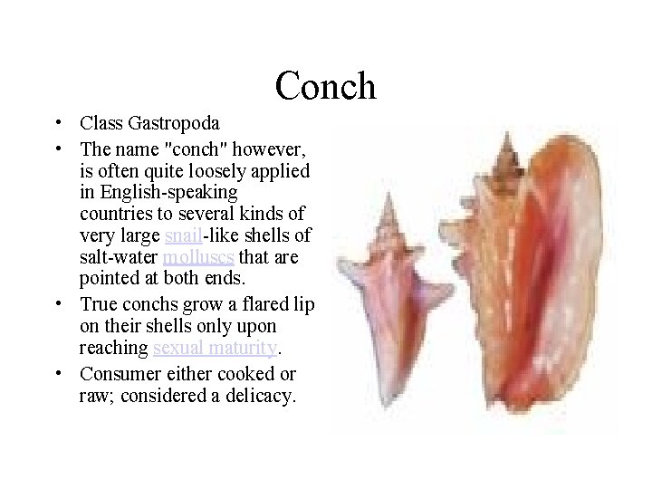 Conch • Class Gastropoda • The name "conch" however, is often quite loosely applied