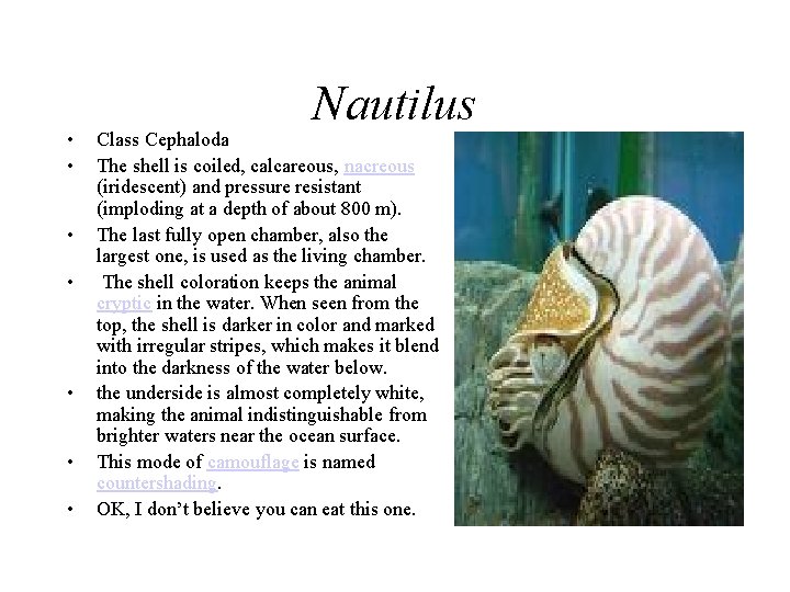  • • Nautilus Class Cephaloda The shell is coiled, calcareous, nacreous (iridescent) and