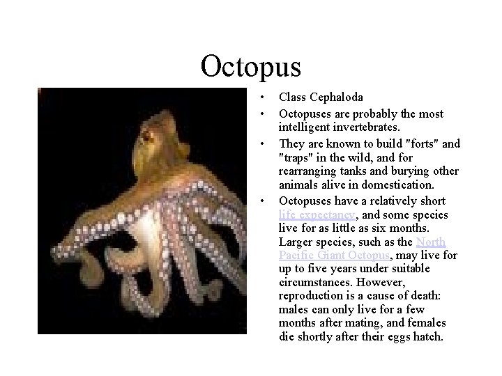 Octopus • • Class Cephaloda Octopuses are probably the most intelligent invertebrates. They are