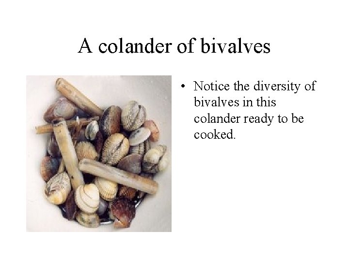 A colander of bivalves • Notice the diversity of bivalves in this colander ready