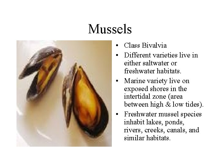 Mussels • Class Bivalvia • Different varieties live in either saltwater or freshwater habitats.