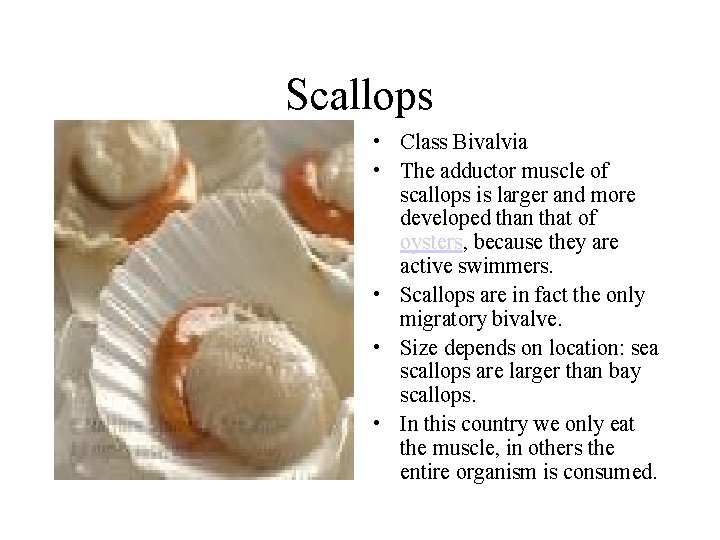 Scallops • Class Bivalvia • The adductor muscle of scallops is larger and more