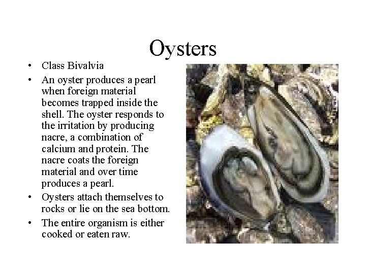 Oysters • Class Bivalvia • An oyster produces a pearl when foreign material becomes