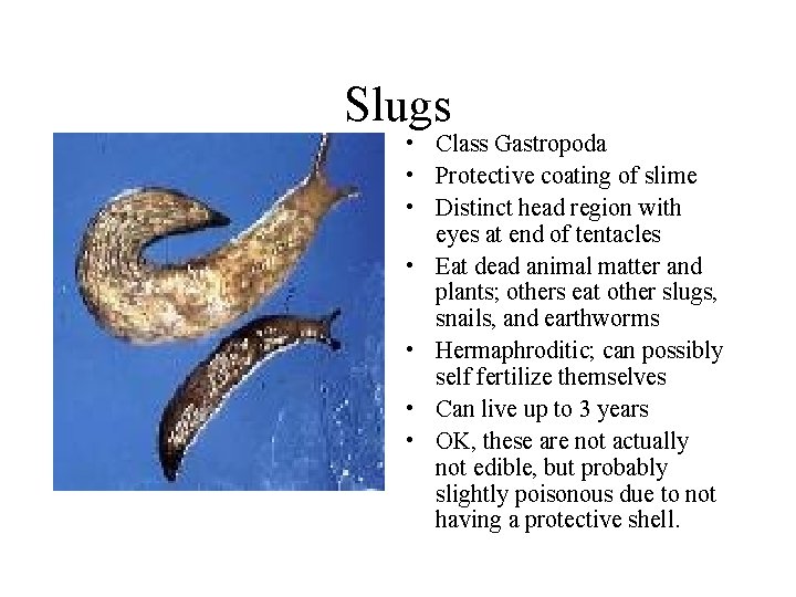 Slugs • Class Gastropoda • Protective coating of slime • Distinct head region with