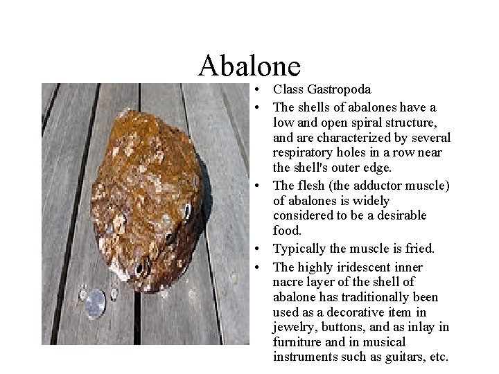 Abalone • Class Gastropoda • The shells of abalones have a low and open