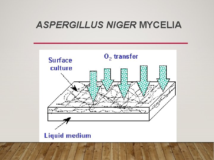 ASPERGILLUS NIGER MYCELIA 