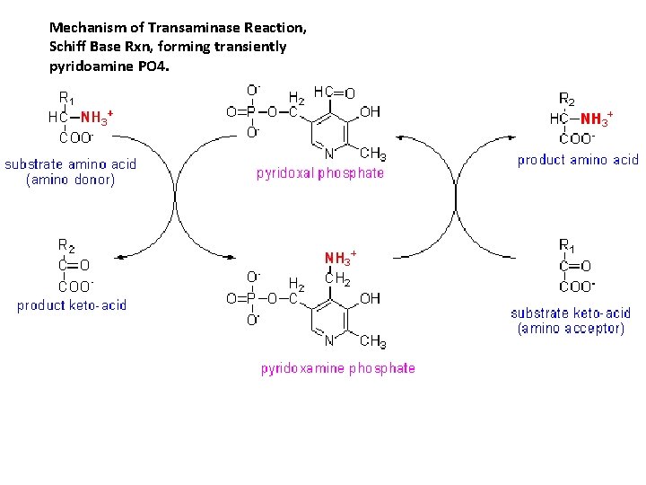 Mechanism of Transaminase Reaction, Schiff Base Rxn, forming transiently pyridoamine PO 4. 