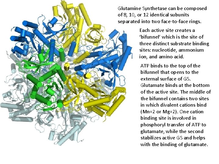 Glutamine Synthetase can be composed of 8, 10, or 12 identical subunits separated into