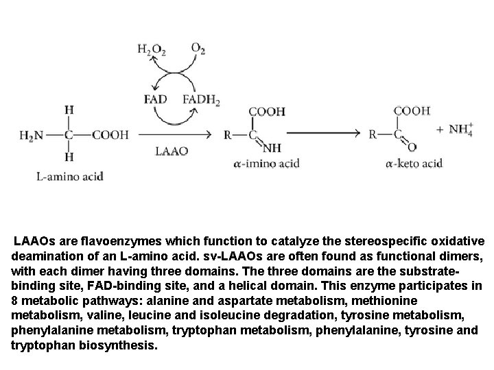 LAAOs are flavoenzymes which function to catalyze the stereospecific oxidative deamination of an L-amino