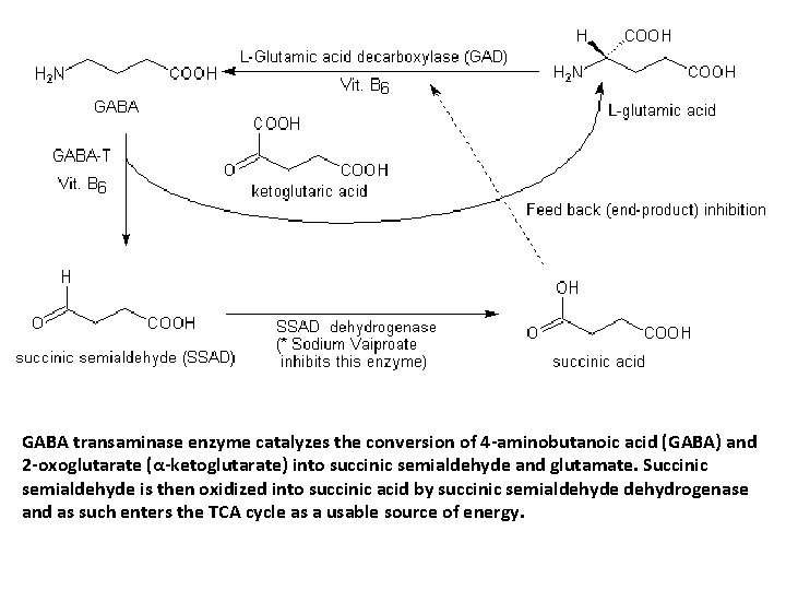GABA transaminase enzyme catalyzes the conversion of 4 -aminobutanoic acid (GABA) and 2 -oxoglutarate