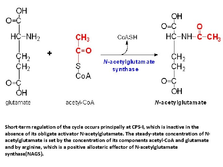 Short-term regulation of the cycle occurs principally at CPS-I, which is inactive in the