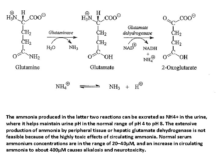 The ammonia produced in the latter two reactions can be excreted as NH 4+