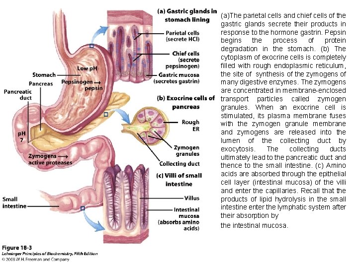 (a)The parietal cells and chief cells of the gastric glands secrete their products in