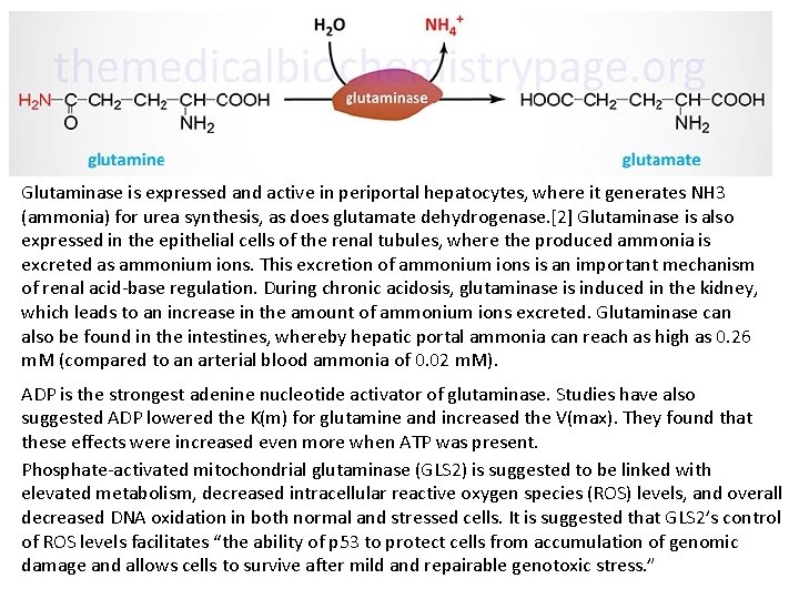 Glutaminase is expressed and active in periportal hepatocytes, where it generates NH 3 (ammonia)