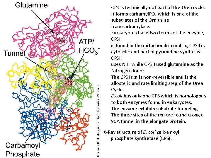 CPS is technically not part of the Urea cycle. It forms carbamyl. PO 4