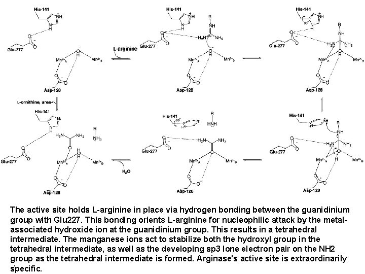 The active site holds L-arginine in place via hydrogen bonding between the guanidinium group